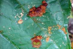 Frass atau najis di permukaan daun berhampiran