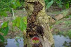 Simptom serangan dengan galeri pada permukaan batang