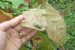 Proses pengawanan kumbang belalai