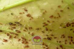 Kutu daun, Toxoptera aurentii