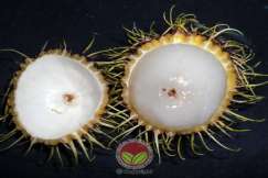 CPB juga direkodkan menyerang rambutan