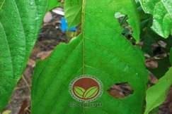 Simptom serangan belalang