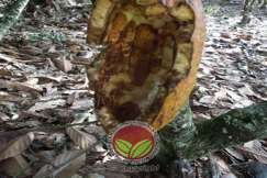 Simptom serangan rodensia bersaiz besar seperti musang