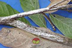 Hawar Bebenang Hitam