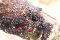 Gumpalan najis atau frass di permukaan batang