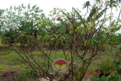 Tahap serangan yang sangat serius sehingga mematikan pokok