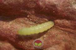 Prepupa yang baru keluar dari permukaan buah