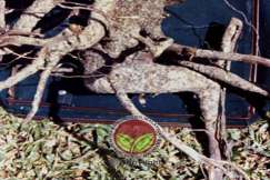 Simptom Penyakit Akar