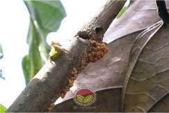 Lubang korekan Pengorek Dahan berserta frass