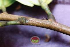 Simptom Penyakit Mati Rosot Vaskular (VSD)