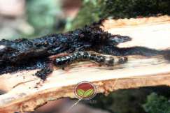 Ulat Pengorek Batang Koko dengan simptom serangan