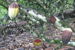 Simptom Penyakit Buah Hitam