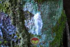 Nimfa lawana pada batang koko