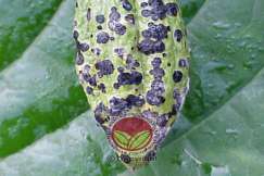 Serangan serius pada putik