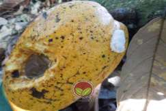 Simptom serangan tupai