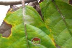 Simptom Penyakit Mati Rosot Vaskular (VSD)