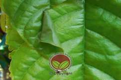 Daun berlubang akibat serangan Ulat Daun