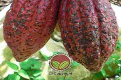 Serangan pada klon merah