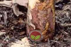 Simptom Penyakit Kanker