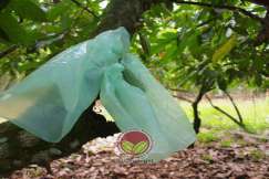 Pembalutan buah untuk mengawal upbk
