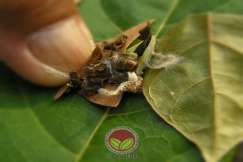 Salah satu Ulat Bungkus yang menyerang daun koko