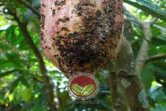 Serangan pada buah dewasa