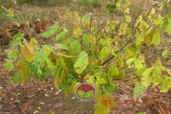 Pokok yang mengalami serangan serius