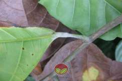 Simptom Penyakit Mati Rosot Vaskular (VSD)