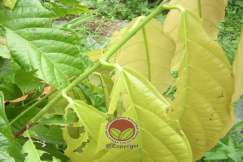 Simptom serangan Kumbang Belalai