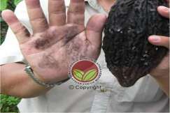 Simptom Penyakit Buah Perang