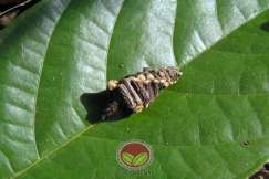 Salah satu spesies Ulat Bungkus yang turut menyerang daun koko