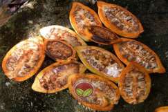 Hasil tidak dapat diperolehi jika buah koko diserang dengan teruk