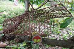 Perangkap yang dipasang bagi kawalan rodensia