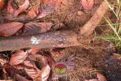 Simptom Penyakit Akar